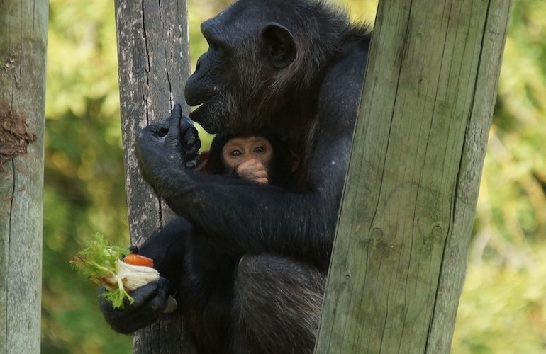 Voyage-groupe-zooparc-beauval-5.jpg