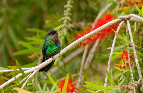 Voyage en groupe au Costa Rica