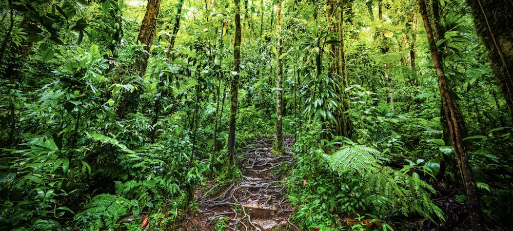 La Guadeloupe ou la Martinique pour votre voyage en groupe en 2022 ?