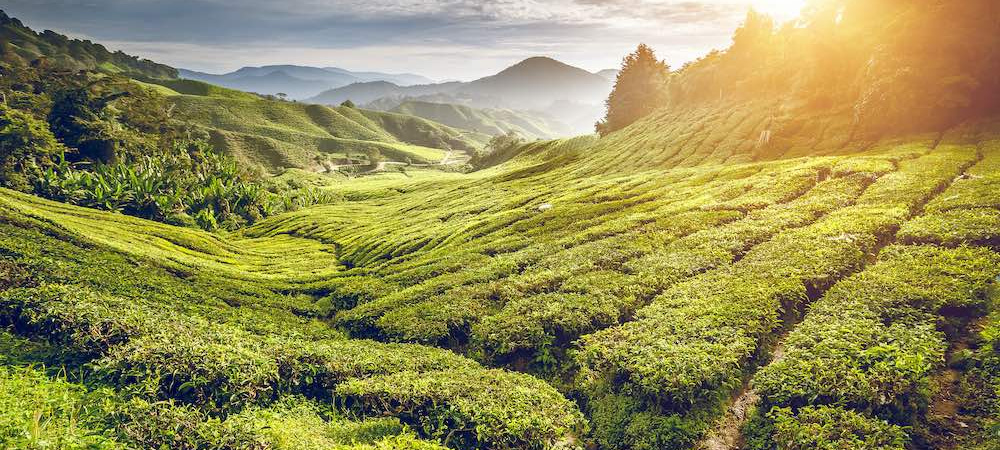 Voyage en groupe au Sri Lanka !